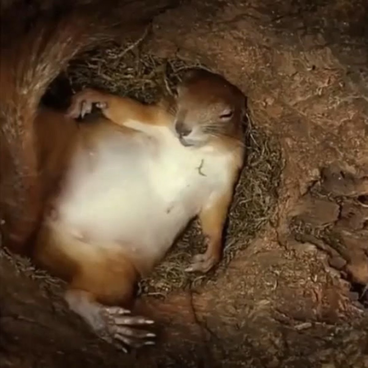 Гнездо белки Гайно