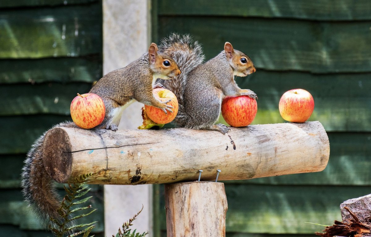 Белка спит в гнезде