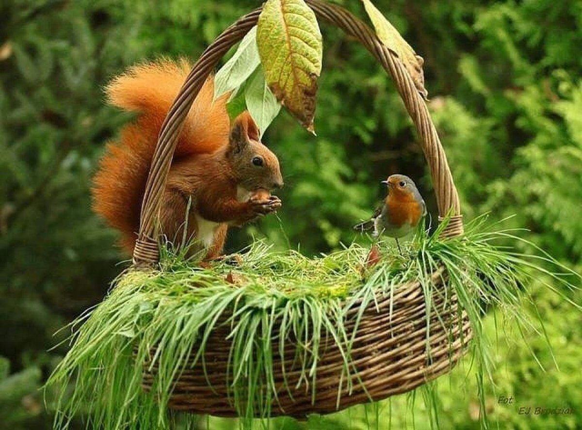 Гнездо белки беличье гнездо