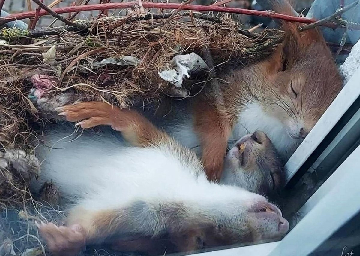 Белочка спит