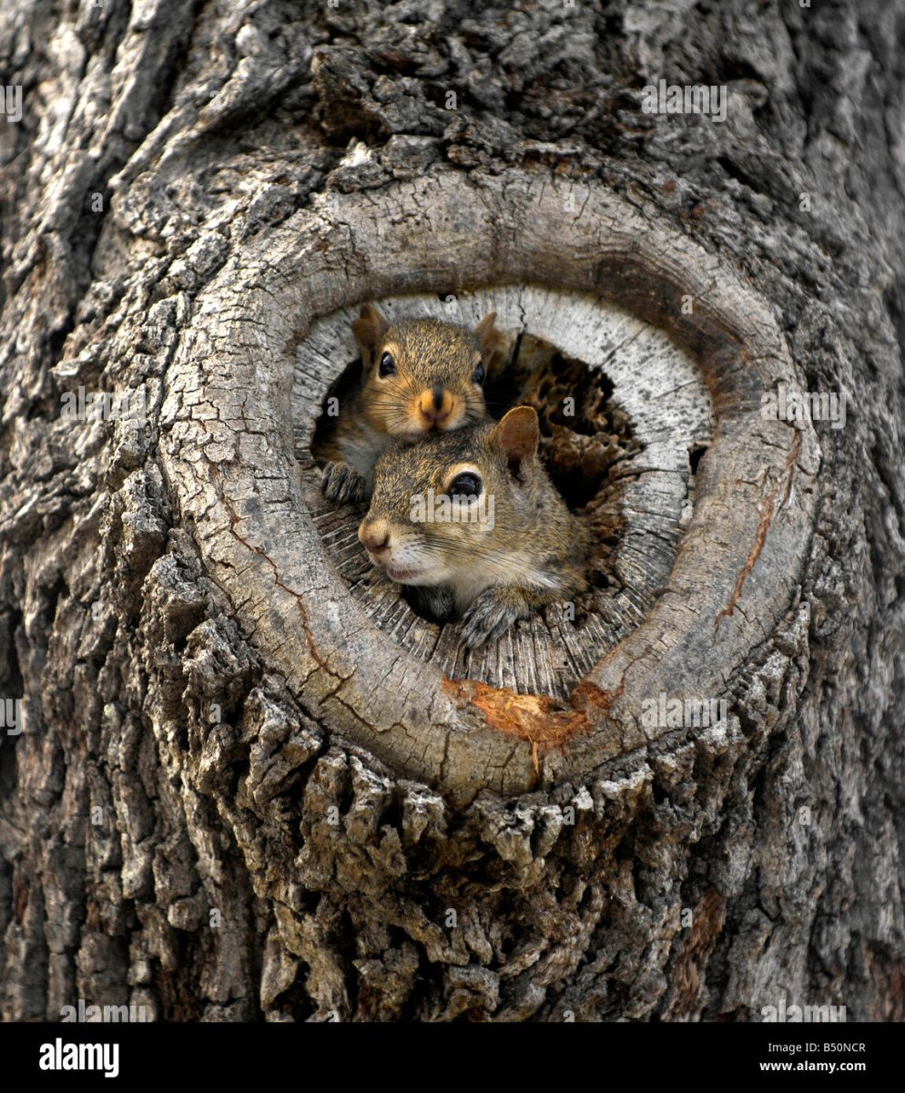 Желтогорлая белка