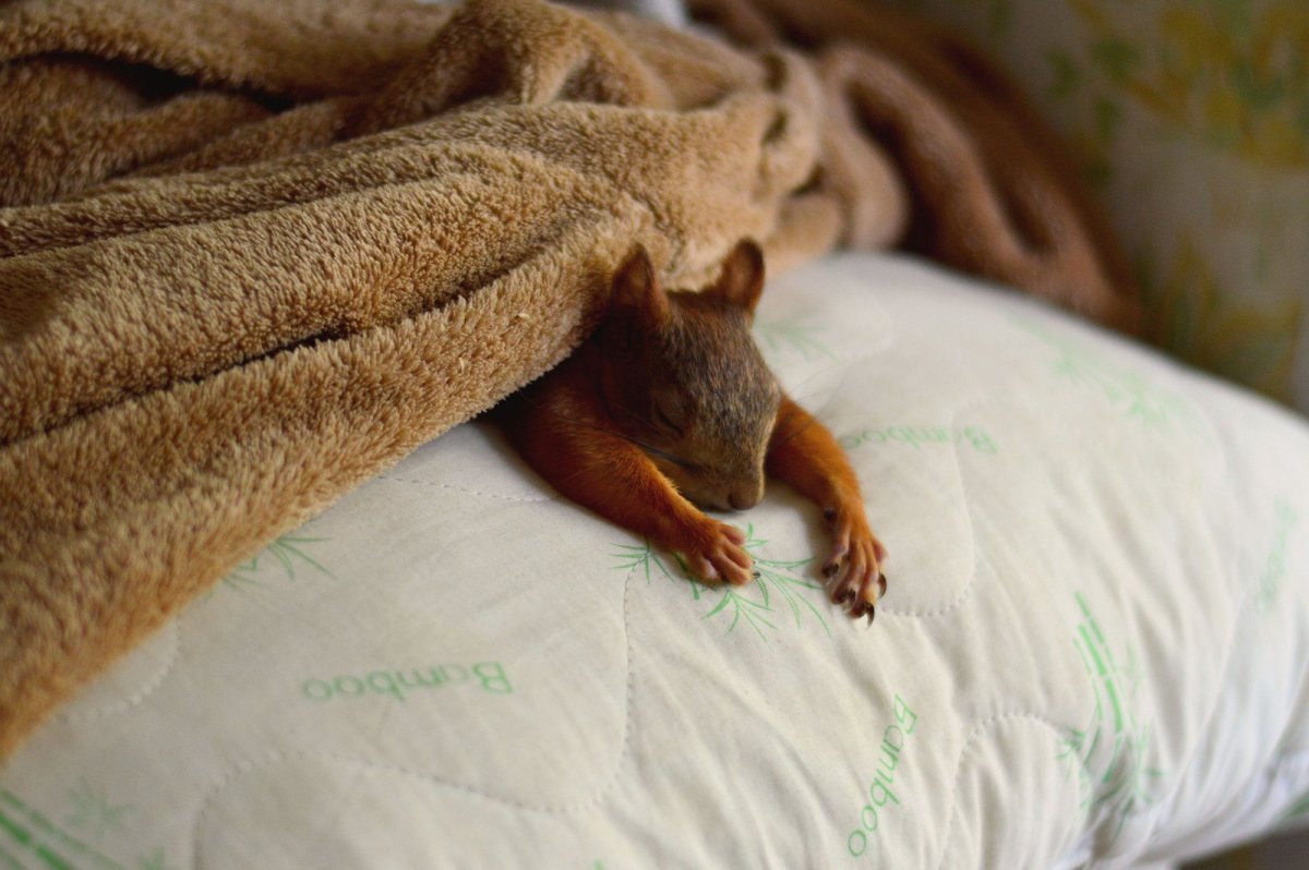 Белка с бубликом