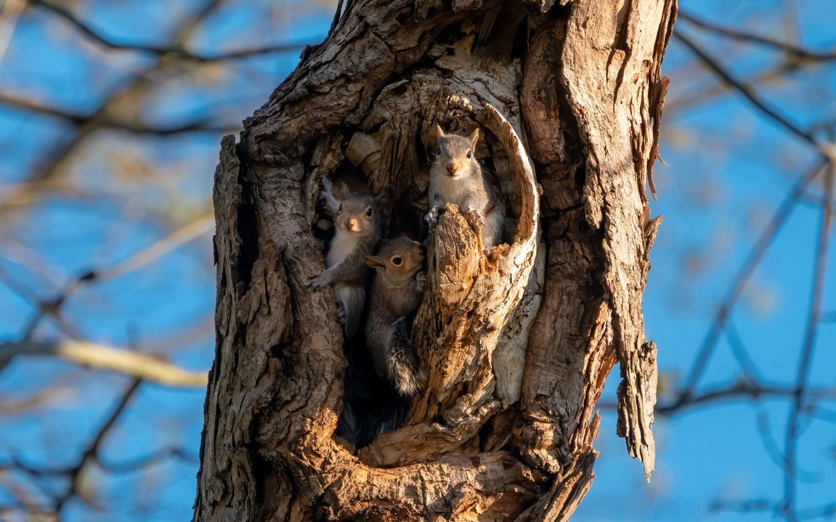 Котенок на дереве