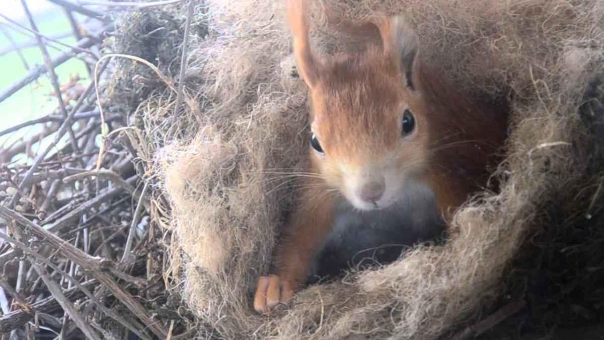 Домик для белочки