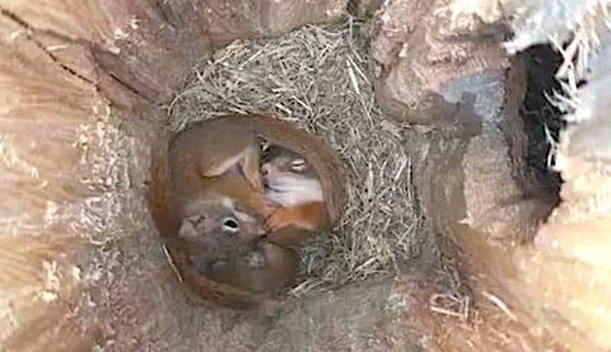 Дупло белки изнутри