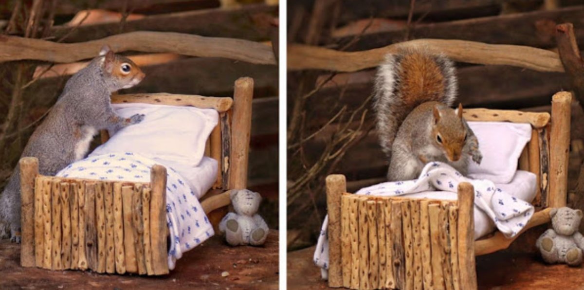 Белки осенью