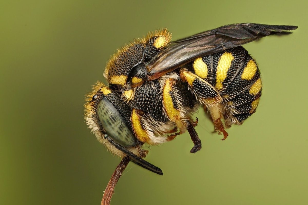 Пчелы осы Шершни