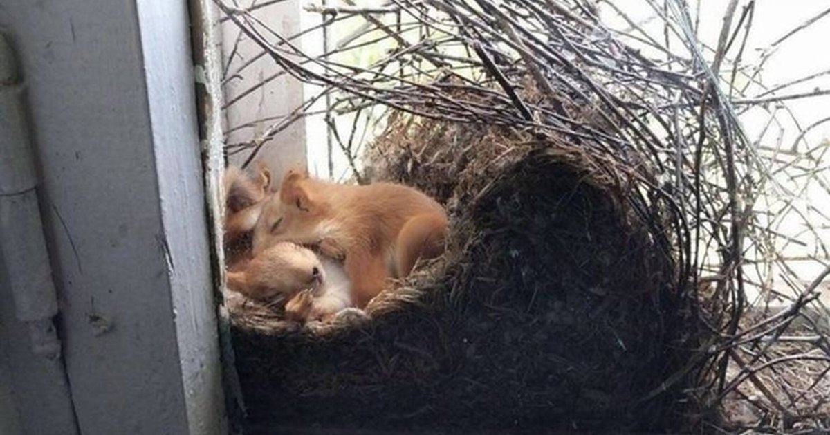 Домик для бурундука