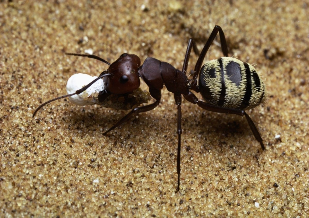 Насекомые пчела комар Муха