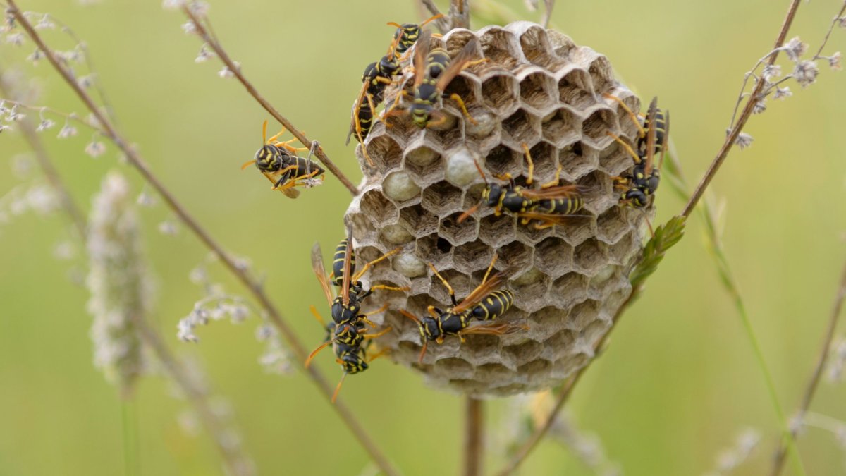 Оса пелопей