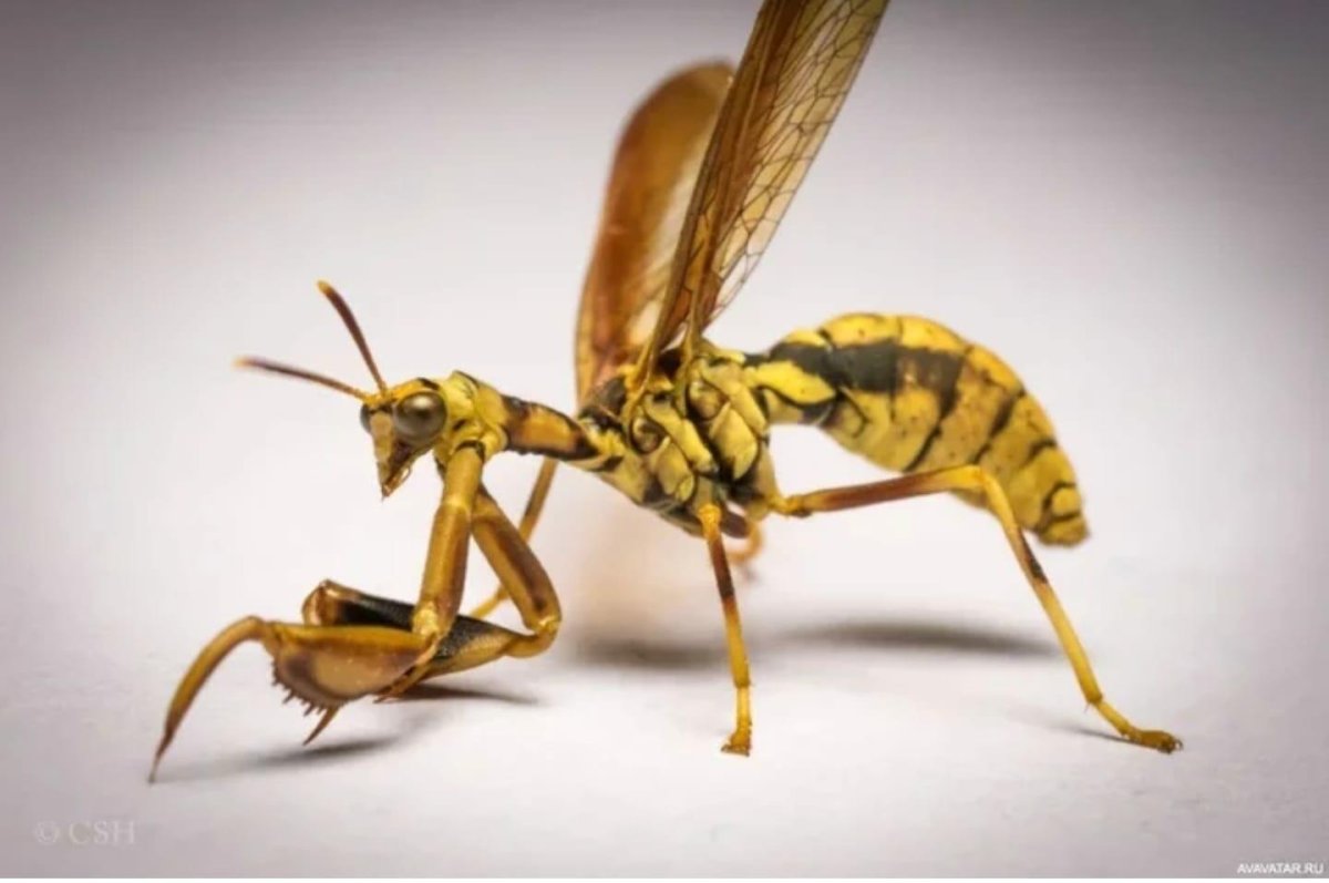 Оса мантиспа