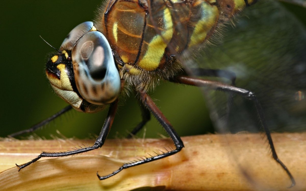 Ары насекомое