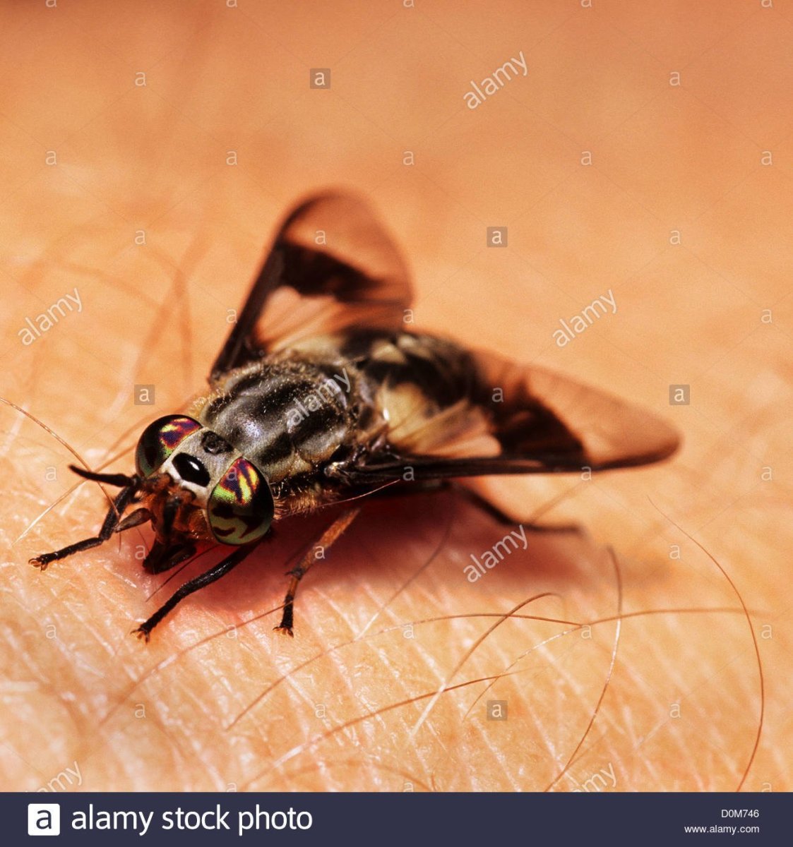 Кровососущие насекомые Подмосковья летающие