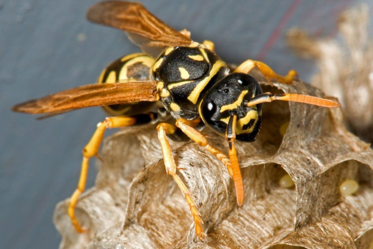Осы общественные насекомые