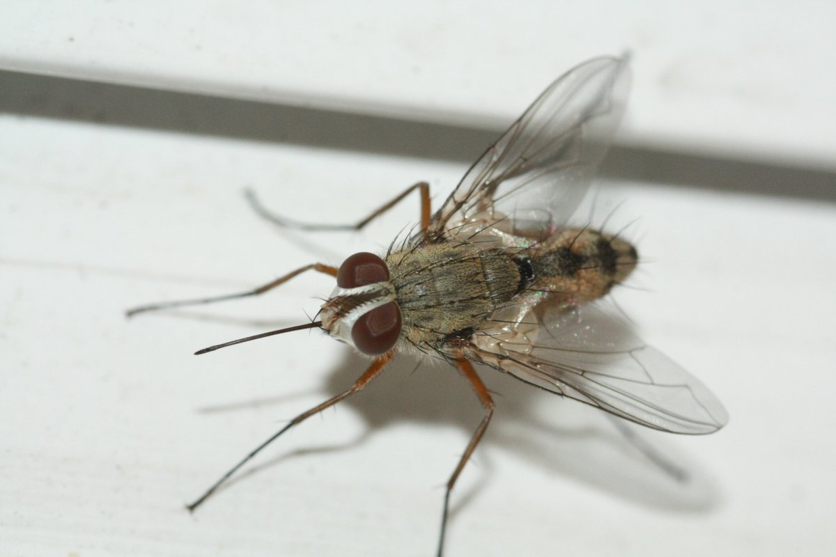 Кровососущие насекомые средней полосы России