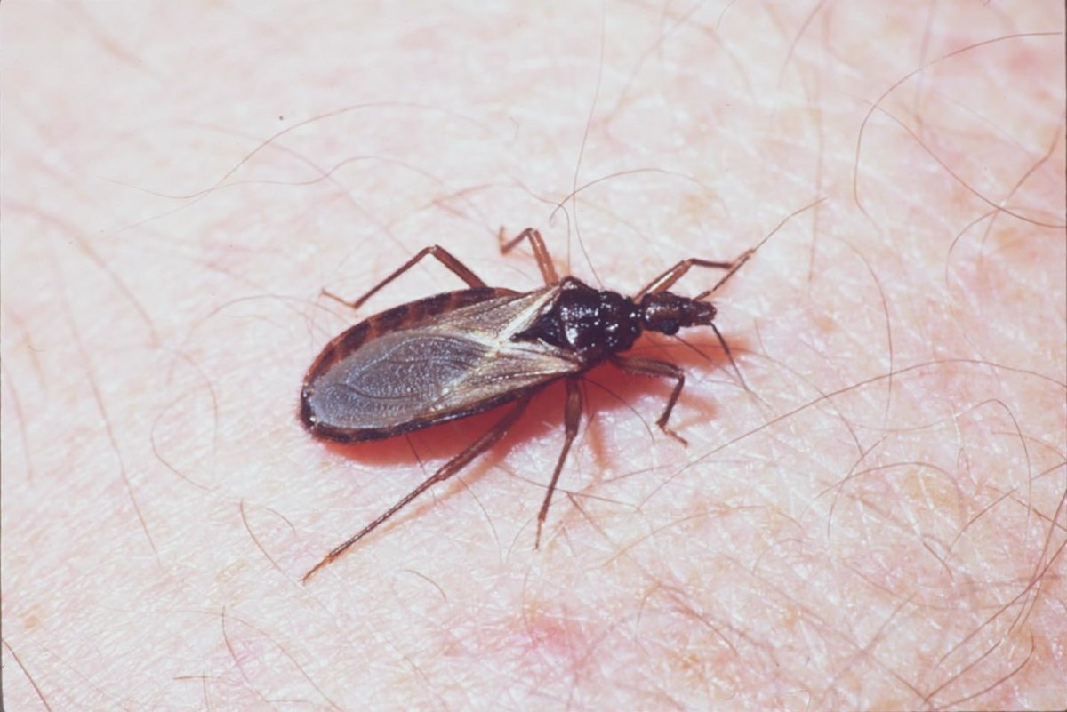 Триатомовый клоп