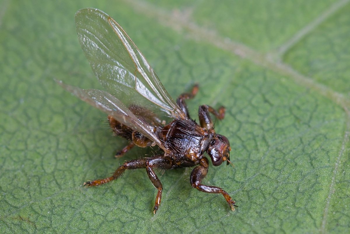 Оленья кровососка