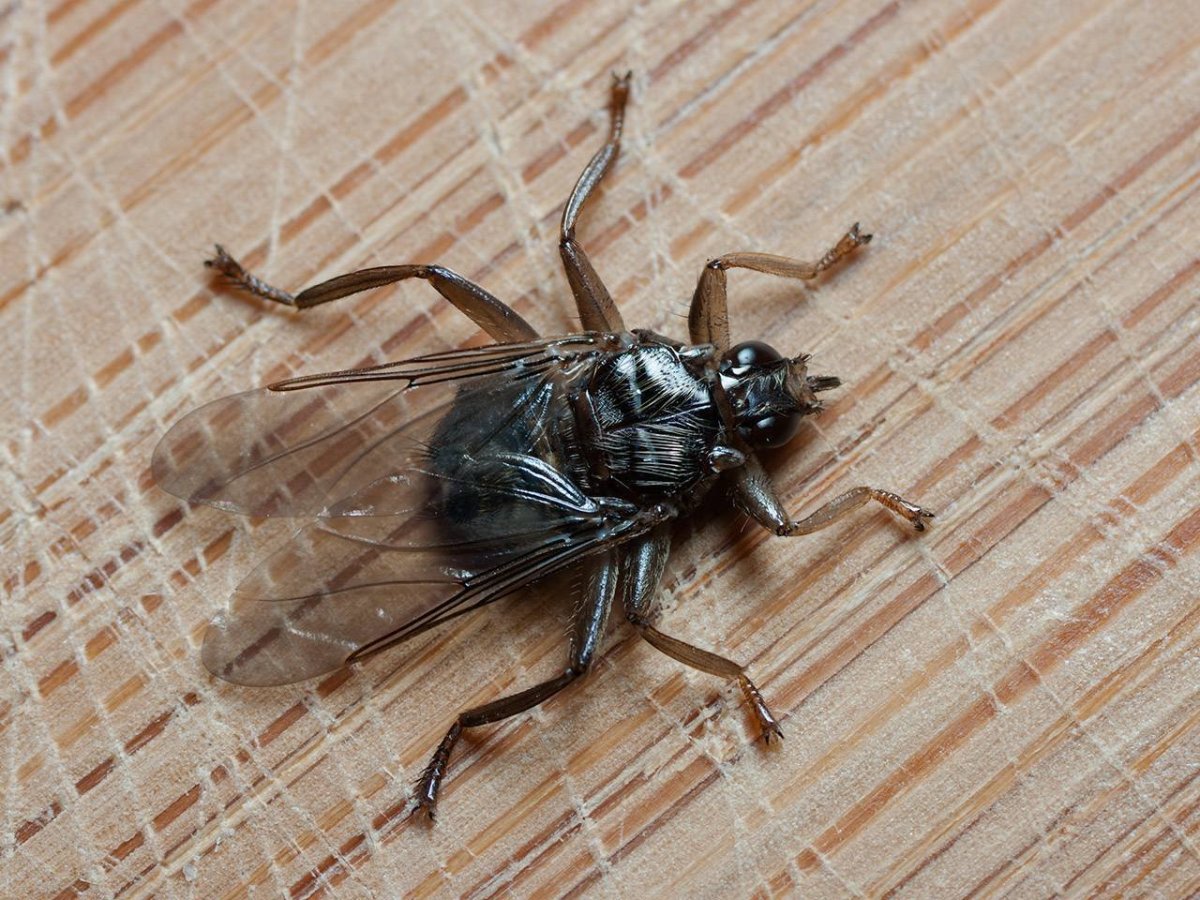 Оленья кровососка (лосиная Муха)