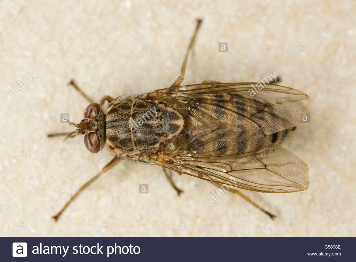 Муха ЦЕЦЕ Glossina Palpalis