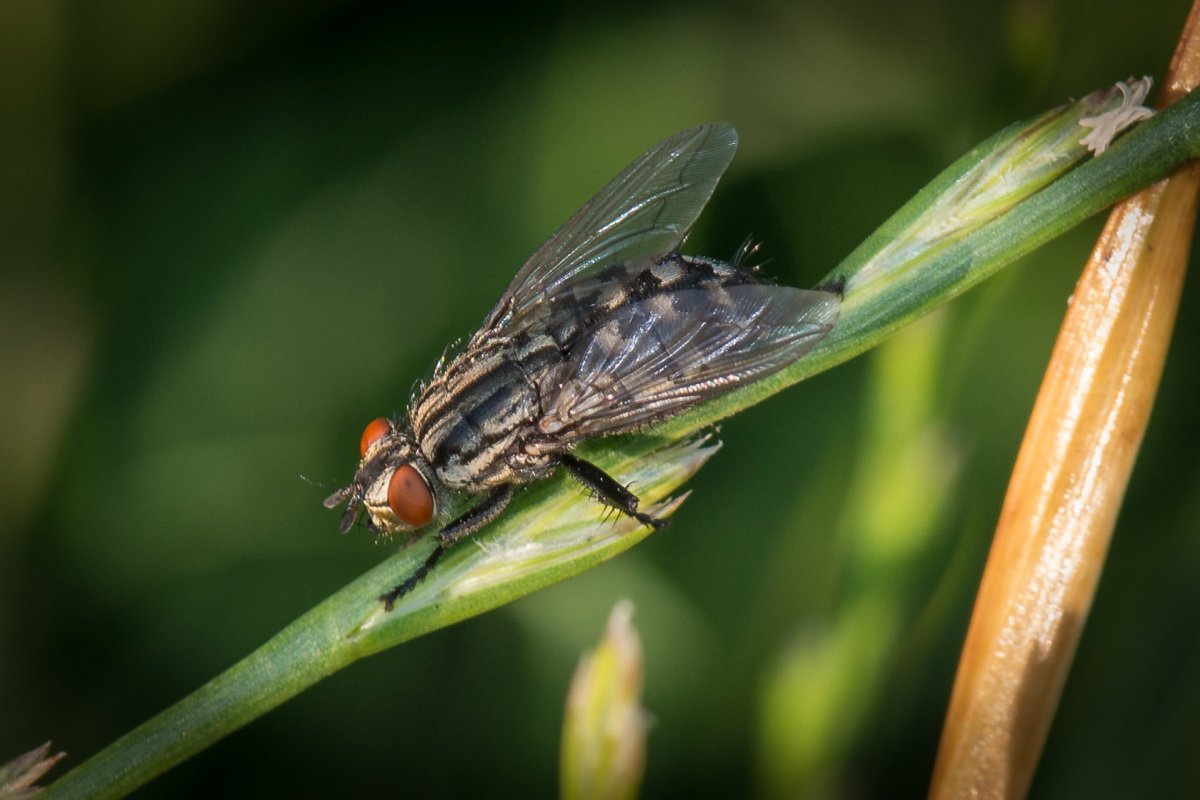 Муха львинка