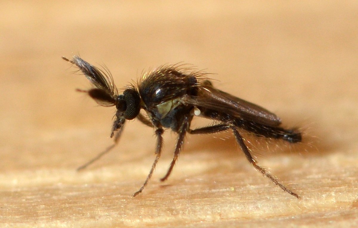 Мокрецы Ceratopogonidae