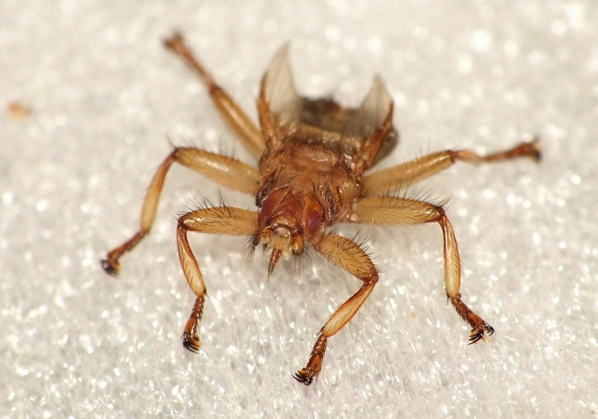 Муха Оленья кровососка