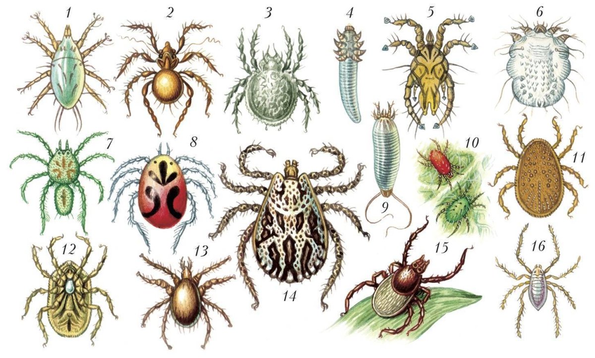 Ixodes Ricinus нимфа