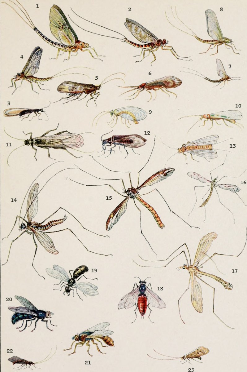 Насекомые средней полосы