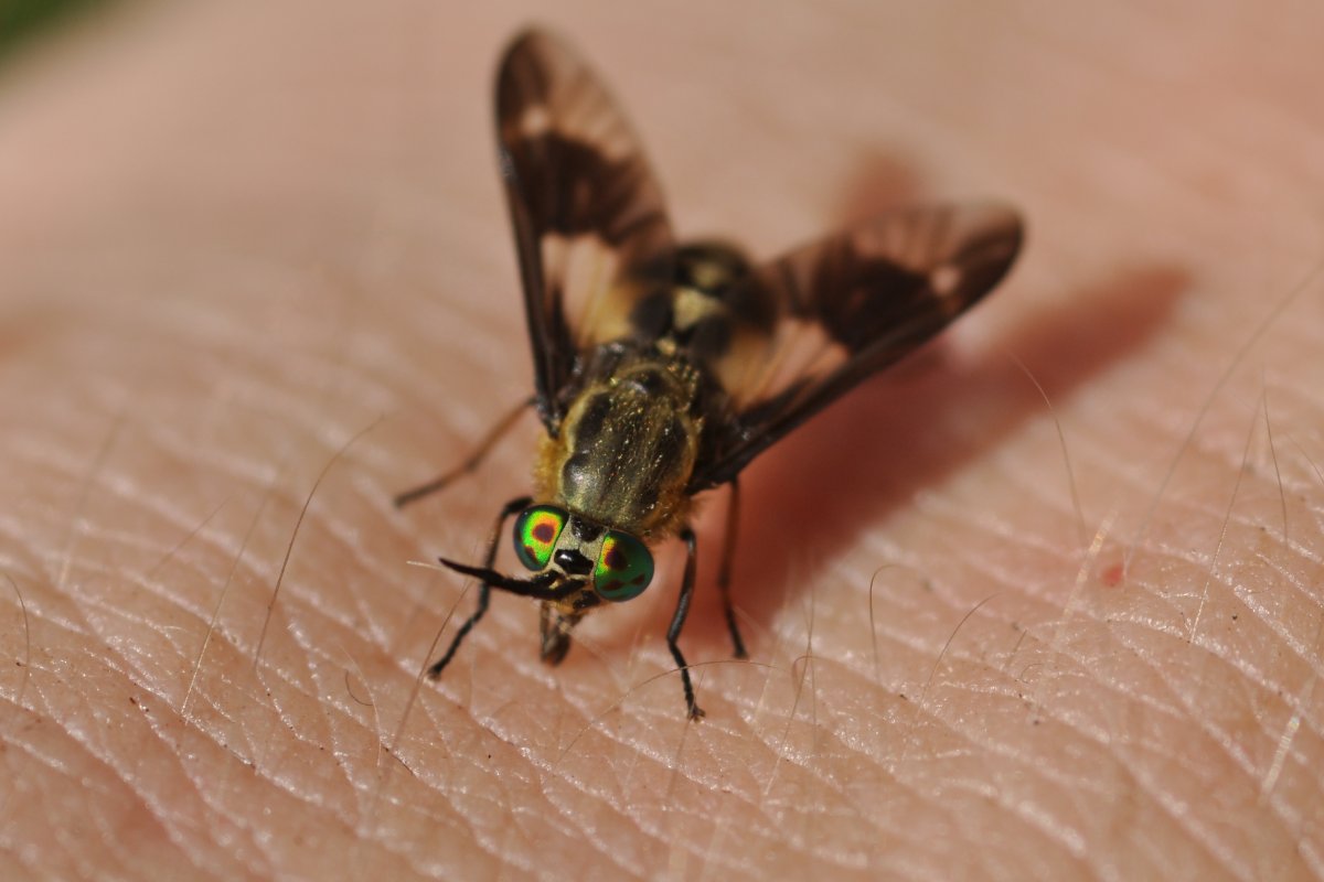 Овод насекомое