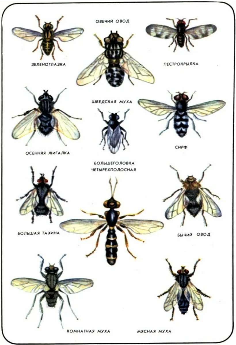 Муха жигалка систематика