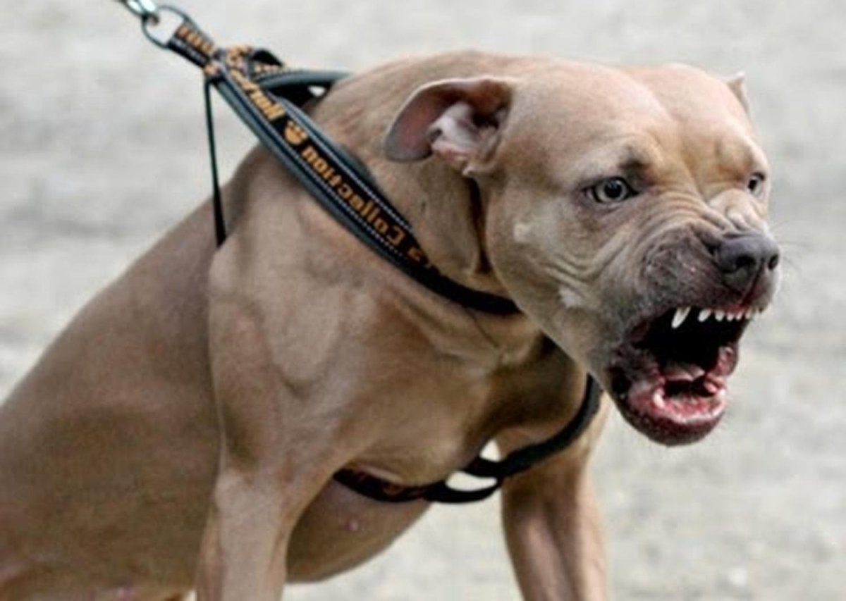 Собака питбуль злой
