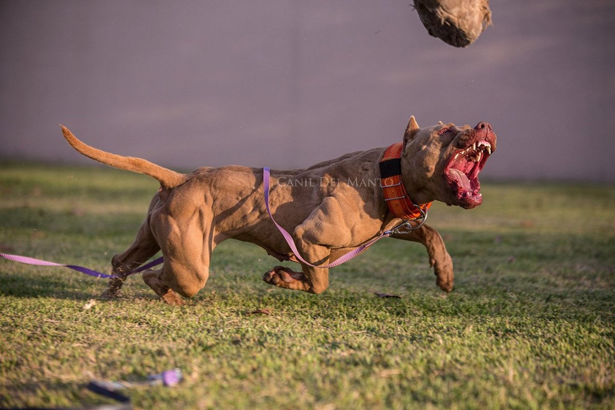 Бультерьер и питбультерьер