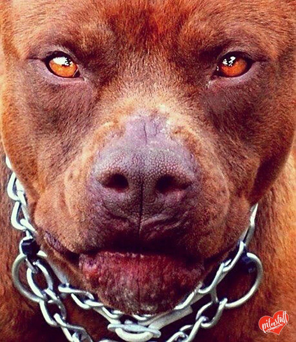 Злая морда питбуля