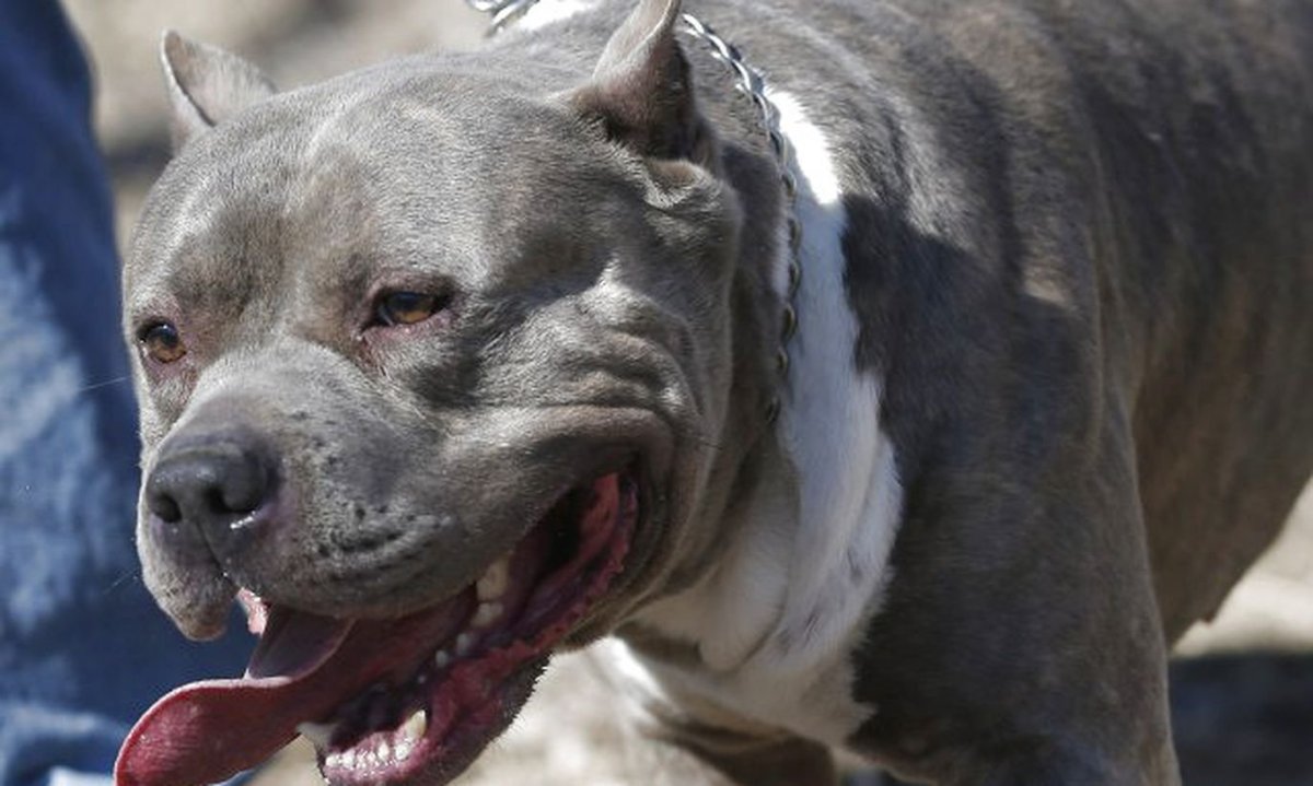 Американский питбультерьер после боя
