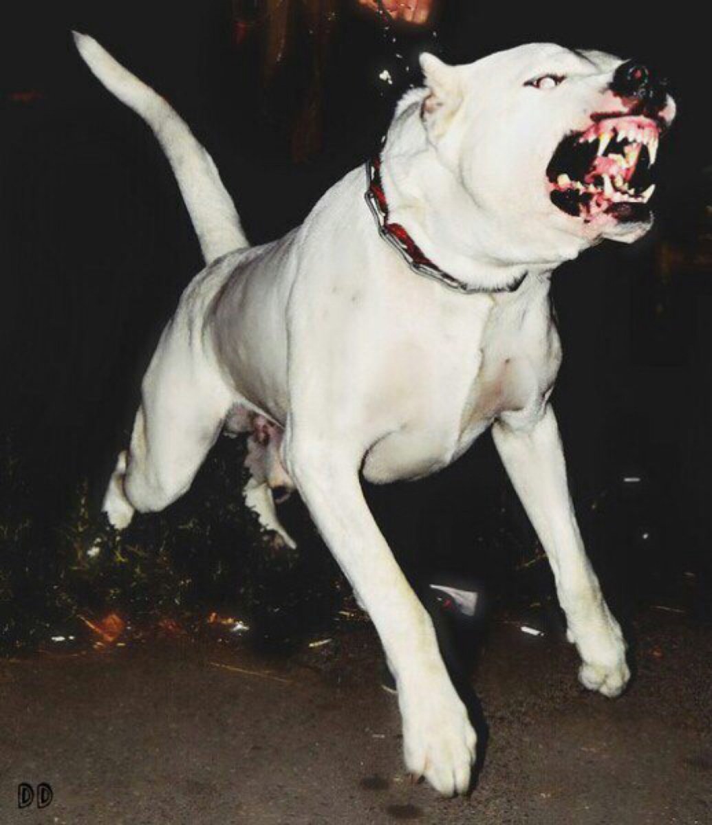 Аргентинский дог злой убийца