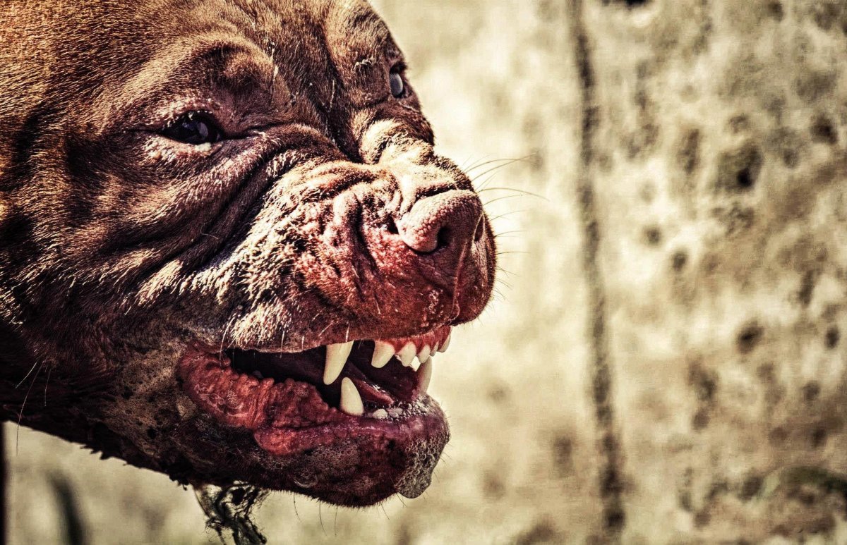 Денжерос дог