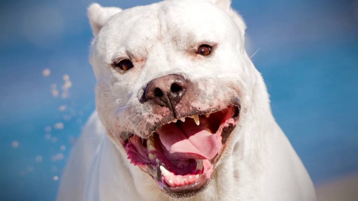 Аргентинский дог оскал