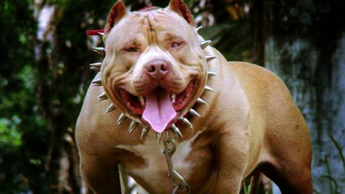 Самая опасная порода собак в мире 1 место