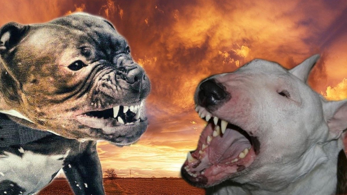 Собачьи бои бультерьер vs питбуль
