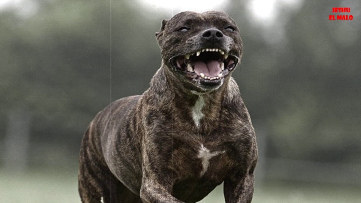 Американский питбуль с бешенством