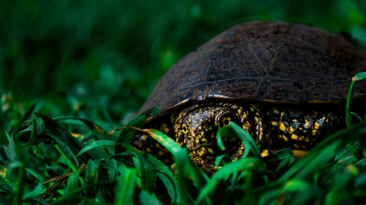 Самые красивые черепахи