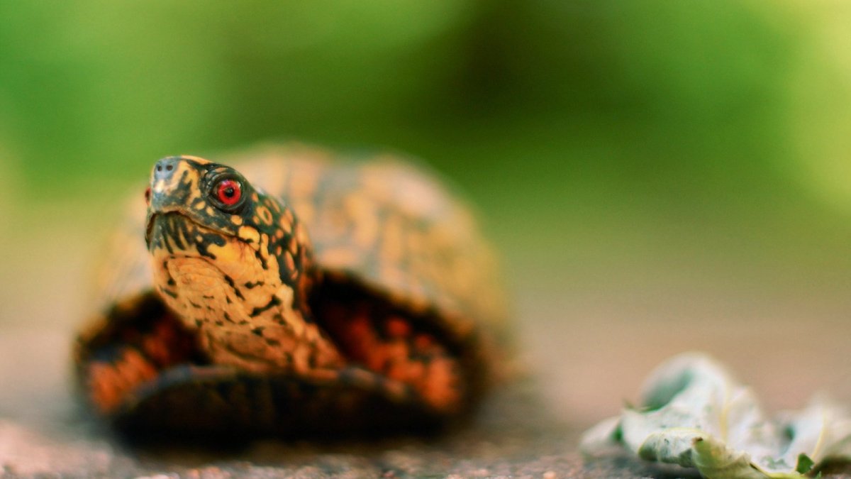 Черепаха на рабочий стол