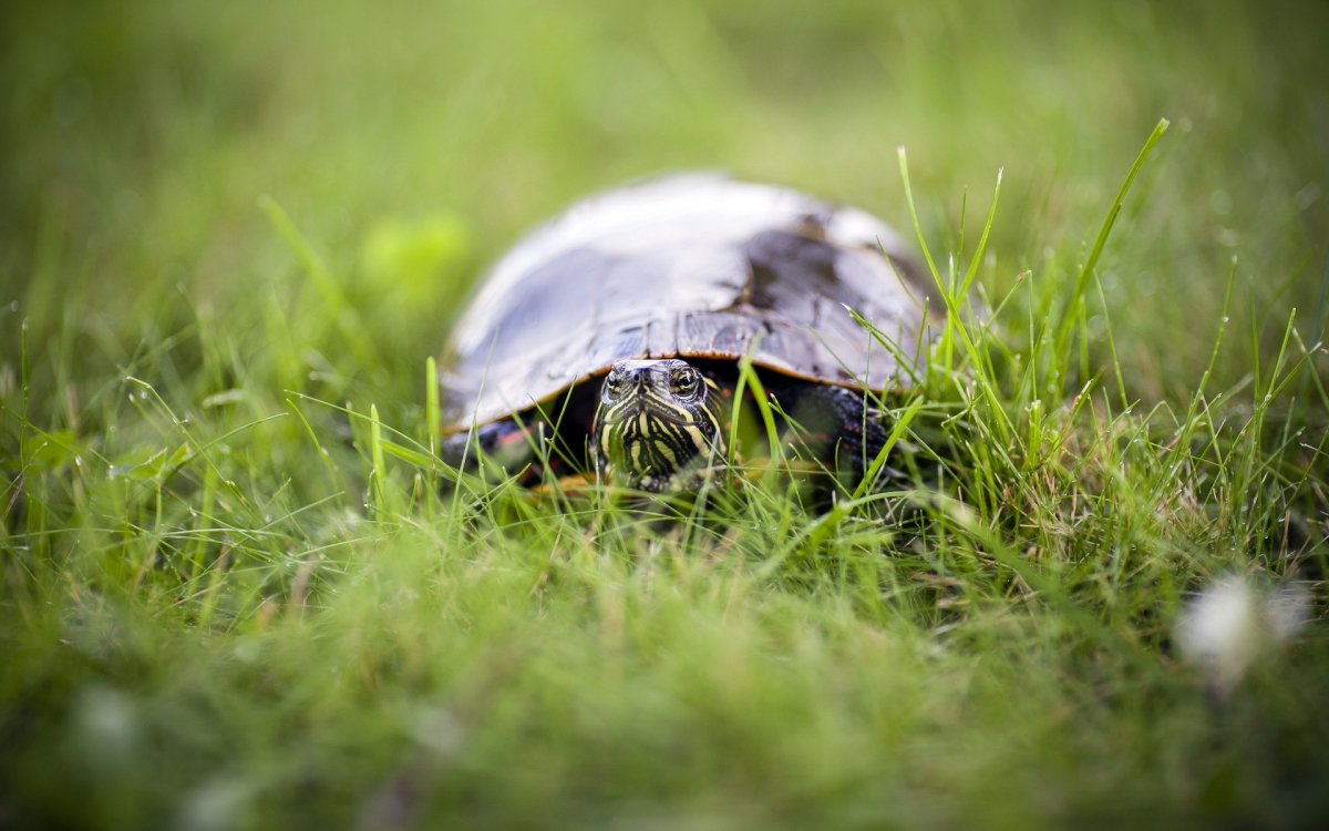 Среднеазиатская черепаха в пустыне