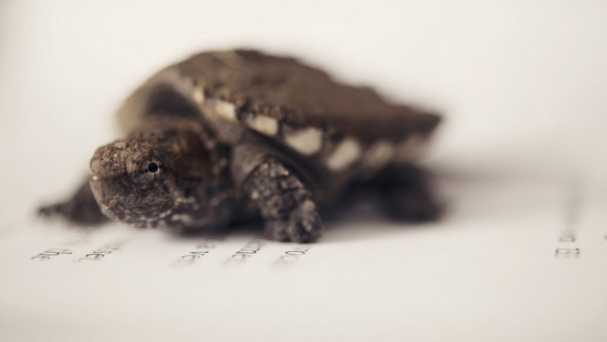 Морда красноухой черепахи