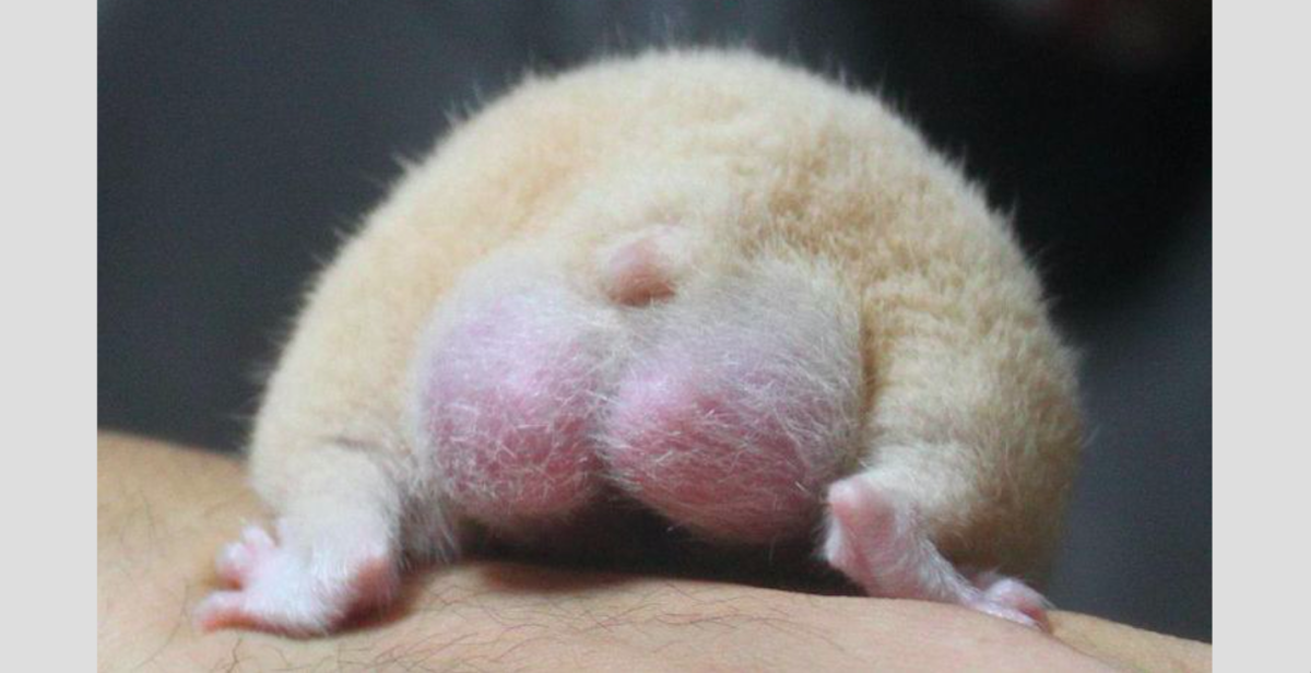 Бритый хомяк
