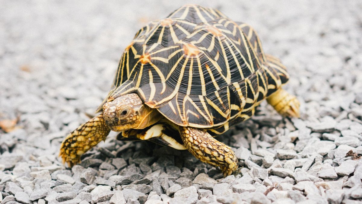 Черепашки в природе