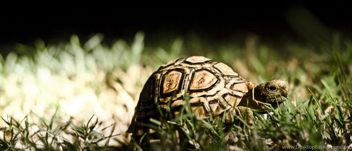 Рамфотека у среднеазиатской черепахи