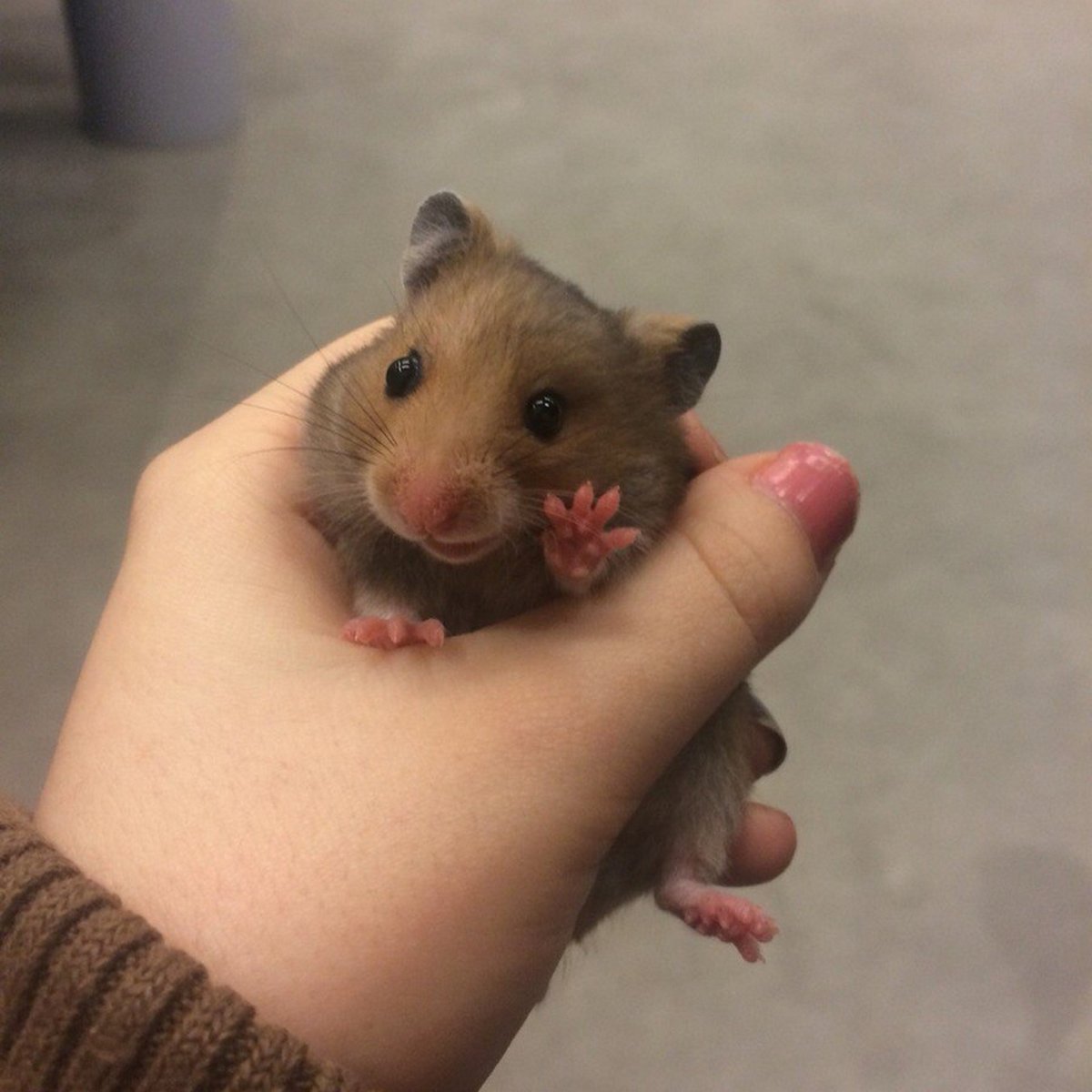 Лысые шиншиллы