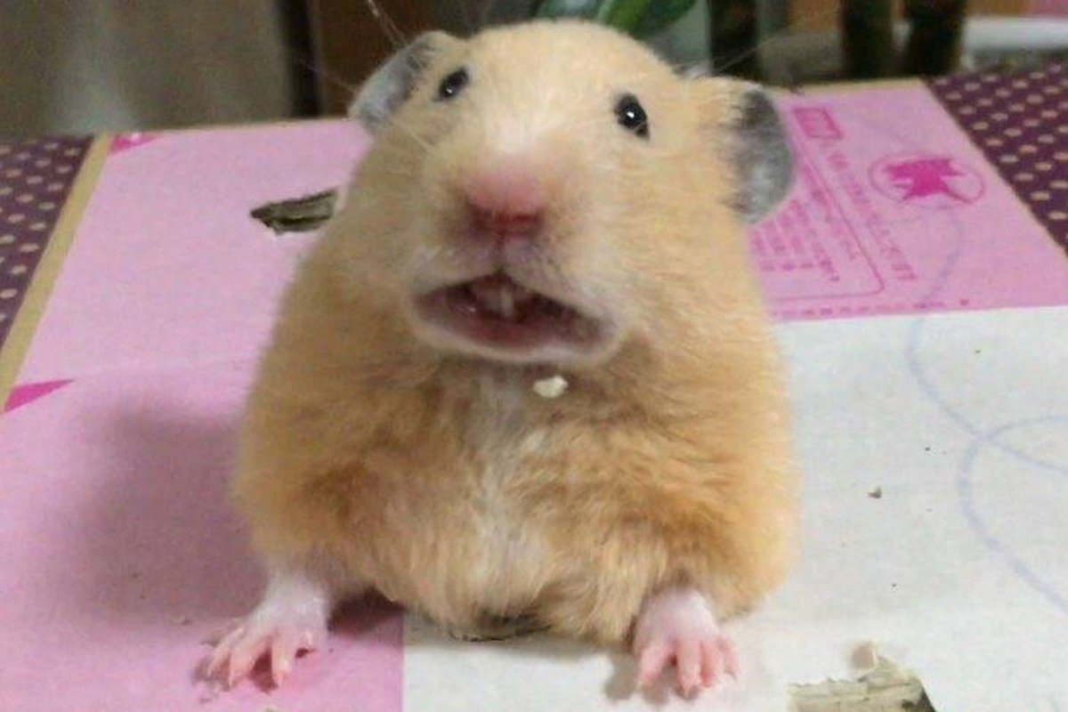 Мышь с ирокезом