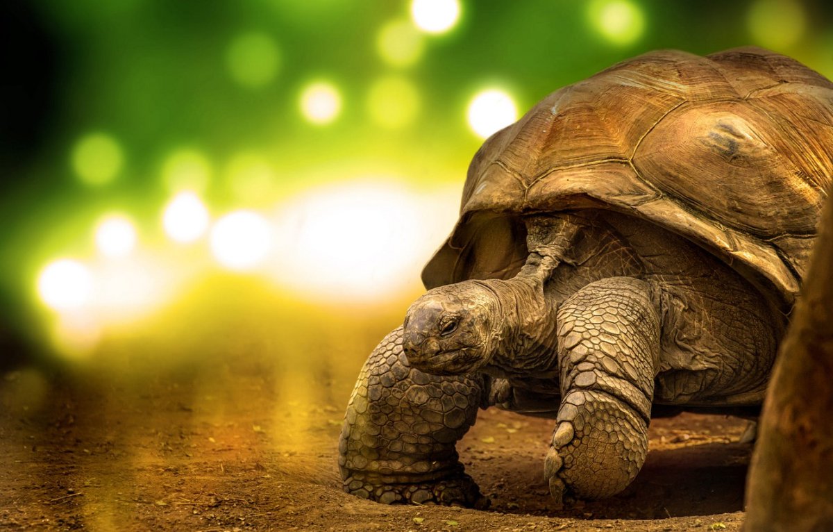 Красноухая черепаха анфас